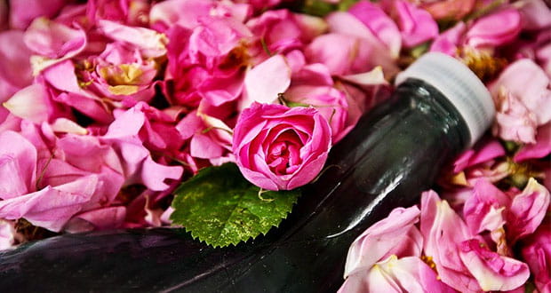 تصویر 4 از گل محمدی شربتی تازه با خواص طبیعی برای تهیه نوشیدنی و آرامش بدن